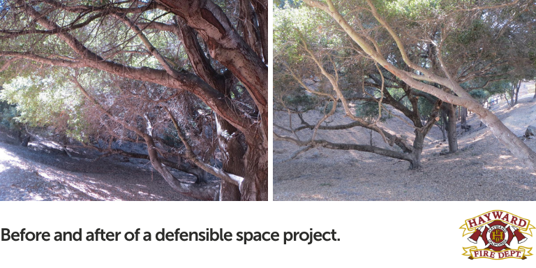 Two side-by-side photos of a shrubby area before (leafy, lots of low hanging branches) and the same shrubby area with less branches, cleaner ground, and higher branches.