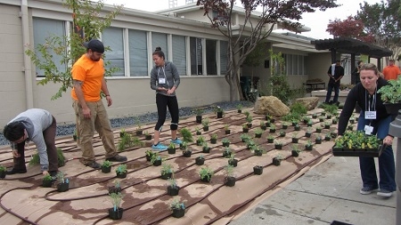 Soto Road Lawn Conversion