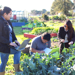 Three people with laptops and notebooks looking at a raised bed of greens.
