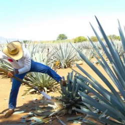 Man working to remove a blue agave.
