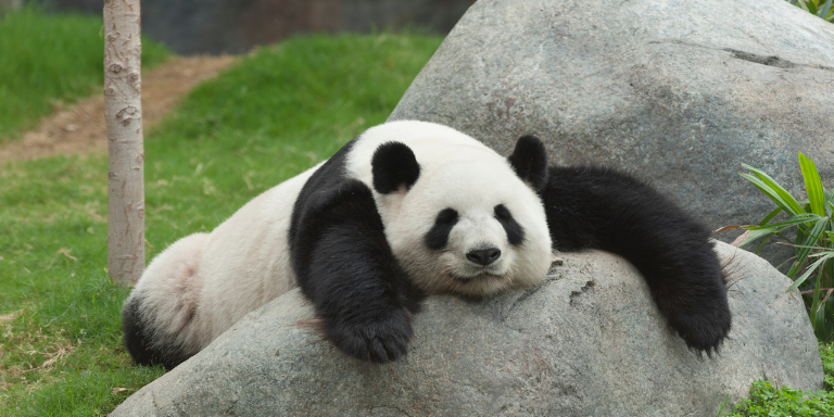 A panda laying over a big grey rock