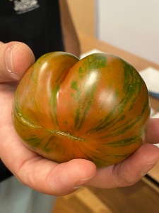 A hand holding a green tomato