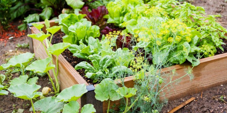 Plant box with herbs