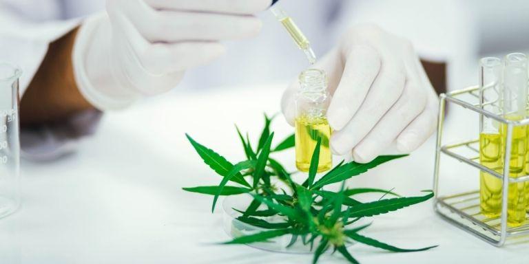 Two gloved hands on a lab bench with cannabis leaves and small test tubes around it.