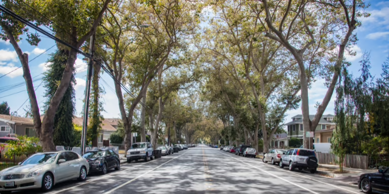 Trees lining B Street