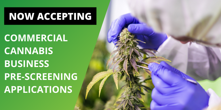 A lab technician examining a cannabis plant next to the text "Now Accepting Commercial Cannabis Business Prescreening Applications" 