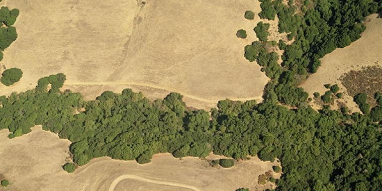 Ariel view of a band of green trees in the Hayward hills